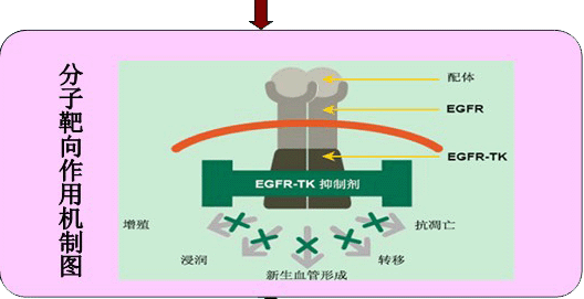 我爸癌症晚期居然好了 肺癌靶向治疗费用医保