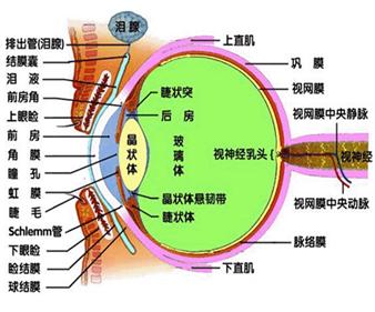 眼睛的构造