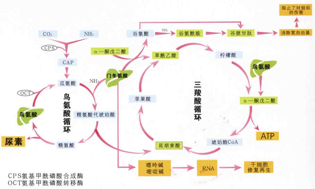 鸟氨酸循环途径图片